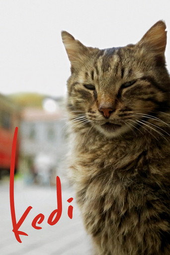 Kedi afişi