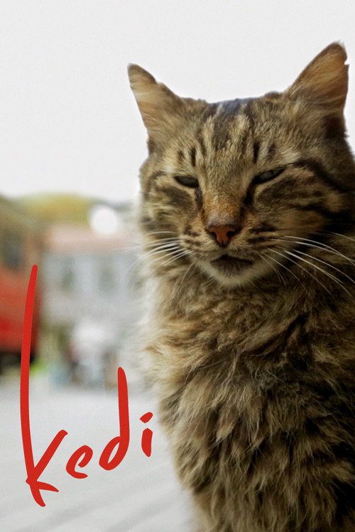Kedi afişi